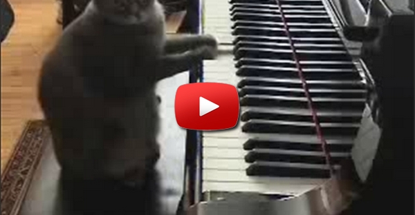 Gatinha Pianista
